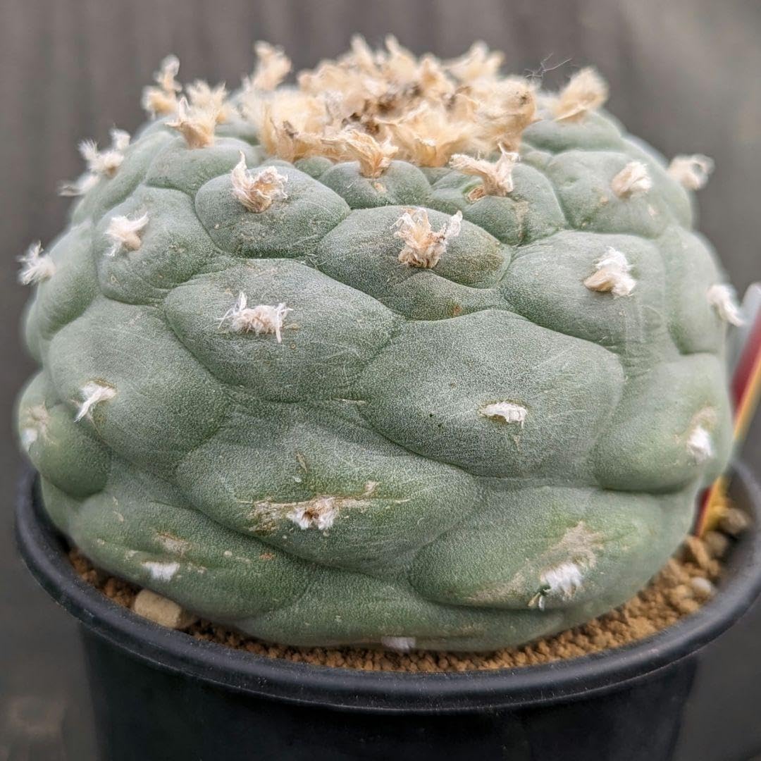 Amazon.co.jp: BIGサボテンコレクションロフォフォラ属疣銀冠玉inわけ